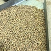 Hurricane Lentils For sale