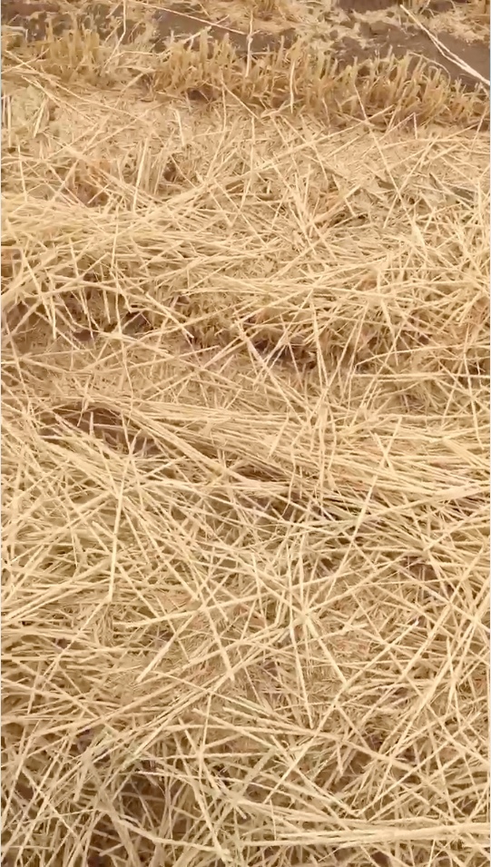 New Season Header Trail barley Straw for sale in 8x4x3's ex Farm or can assist with freight