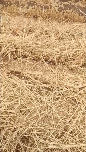 New Season Header Trail barley Straw for sale in 8x4x3's ex Farm or can assist with freight