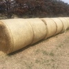 Round Bale Hay