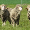 AI Merino Rams Rockbank / Yarrawonga blood