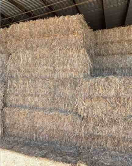 150 8x4x3 Bales of SSS Pasture Hay 730 Kg's Shedded