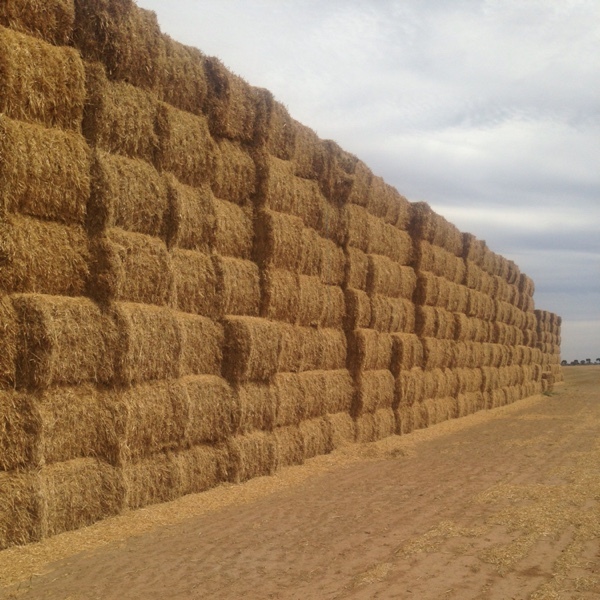 Header Trail Barley For Sale 
