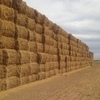 Header Trail Barley For Sale 