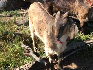 Goats for sale $100-500 each