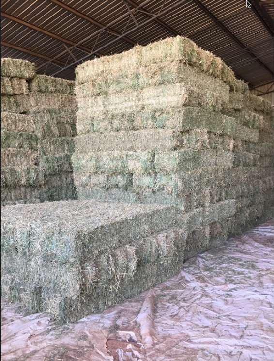 Lucerne Small Squares x 4,000