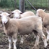 Poll Dorset Rams, Stud Flock No 258