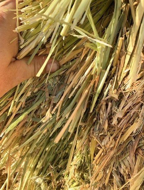 750mt Wheaten Hay 650-680kg 8x4x3 Bales (Delivery Only)