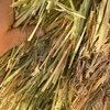 750mt Wheaten Hay 650-680kg 8x4x3 Bales (Delivery Only)