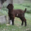 boer goat for sale