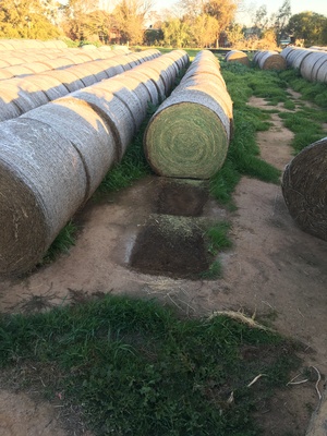 Lucerne Hay Round Bales
