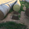 Lucerne Hay Round Bales