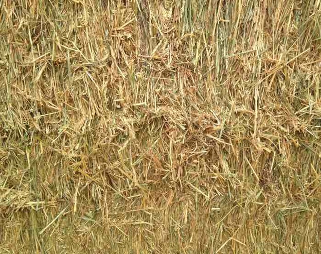 330 x 550Kg Bales of Wheaten Hay 8x4x3 Shedded