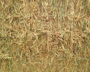 330 x 550Kg Bales of Wheaten Hay 8x4x3 Shedded