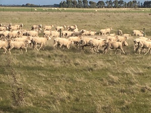 690 Merino Wethers