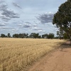100 Acres of Wheat Stubble - Ready to be cut and baled