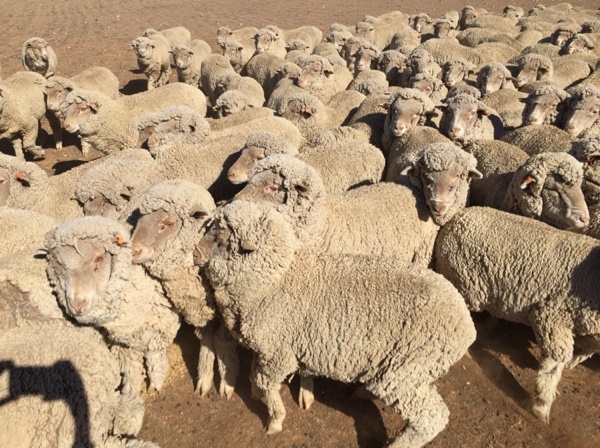 Superfine wool Merino wether hoggets - shorn