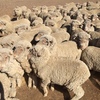 Superfine wool Merino wether hoggets - shorn