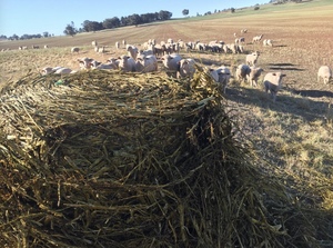 300 x Canola Silage Rolls