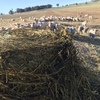 300 x Canola Silage Rolls