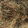 Wheat and Barley Hay