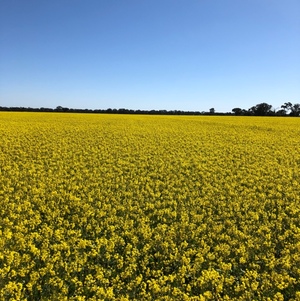 Canola Hay 8 x 4 x 3