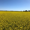 Canola Hay 8 x 4 x 3
