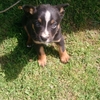 Border collie x kelpie 