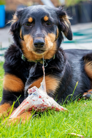 4 Month Old Kelpie Pup