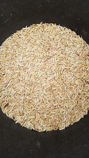 60m/t Feed Oats 