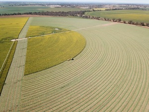 Canola Silage 4x4 Bales Fine Chopped - PRICE REDUCTION