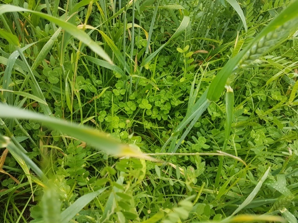 Top Quality Pasture Silage For sale