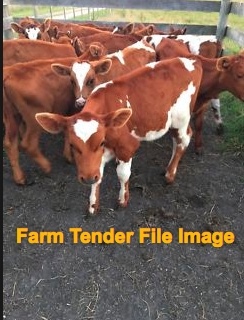 WANTED Beef Calves x 3