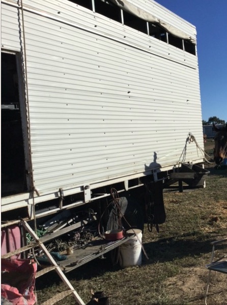 Horse  Truck Isuzu Carries 5 Horses