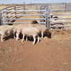 Dorper Lambs