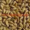 Feed Barley For Sale Ex Farm