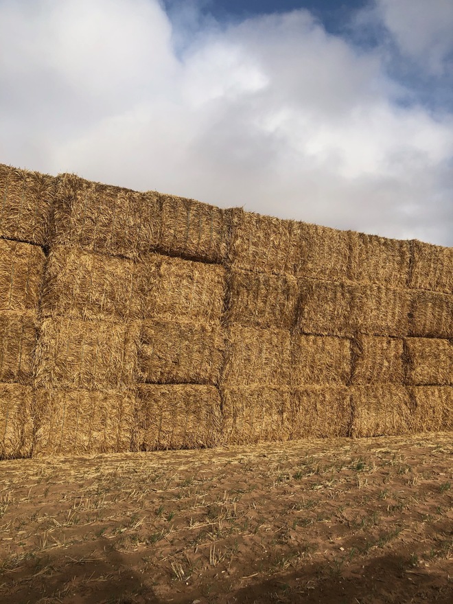 1100mt Barley Straw 500kg 8x4x3 Bales