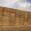 1100mt Barley Straw 500kg 8x4x3 Bales