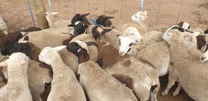  25 - 30 dorper ewe lambs ready to join now. ONO!