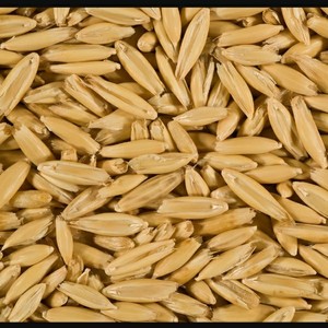 120mt Bannister Feed Oats