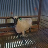Hampshire Down Flock Rams