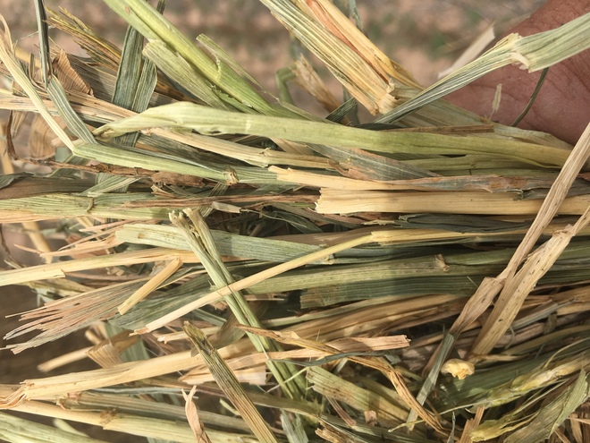 Wheaten Hay