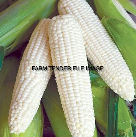 White Corn Wanted