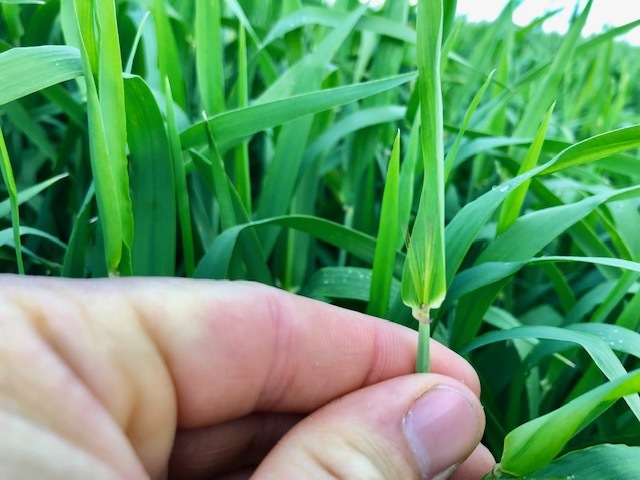 Baled fine chopped silage
