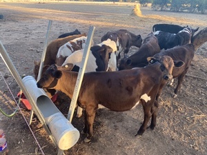 Beef cross friesian and friesian bull calves
