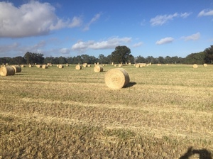 250 Oaten Hay  Rounds