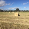 250 Oaten Hay  Rounds