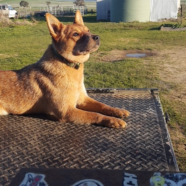 Australian Cattle Dog
