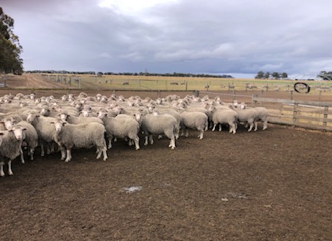 EOI - Approx 700 White Tag & 1200 Orange Tag MPM Merino Breeding Ewes