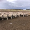 EOI - Approx 700 White Tag & 1200 Orange Tag MPM Merino Breeding Ewes